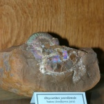 oxycerites